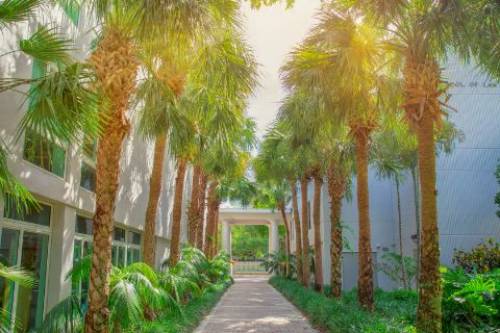 This is the palm-tree lined entrance into the law school.